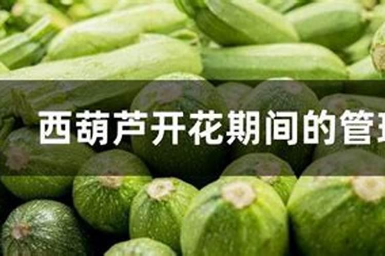 葫芦开花期间要注意什么