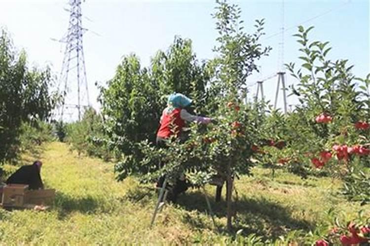 种植苹果的年收入多少