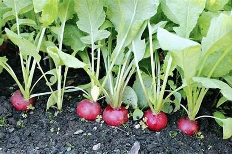 樱桃萝卜种植方法