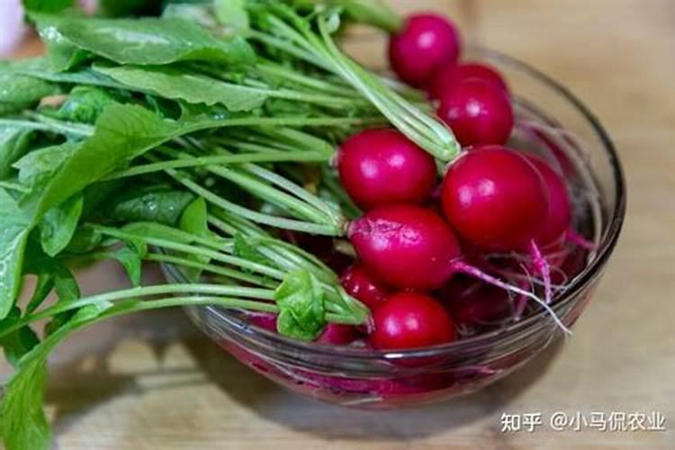 樱桃萝卜种植时间和方法