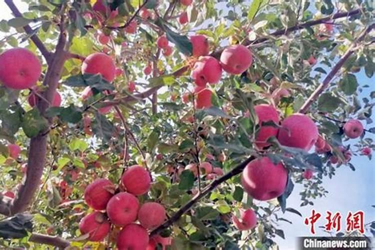 种植苹果的年收入多少