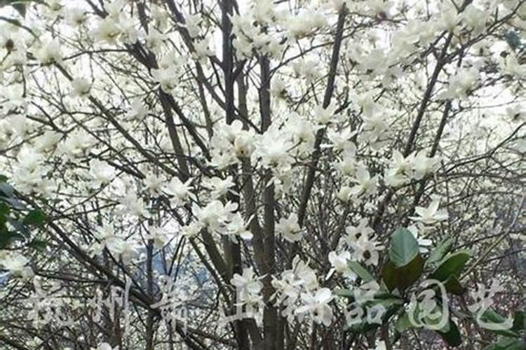 玉兰树的种植方法