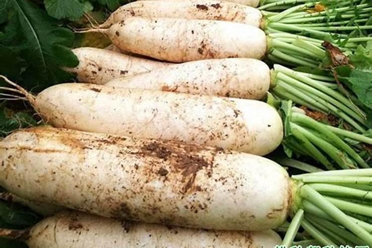 秋萝卜如何施肥 否则秋萝卜容易徒长