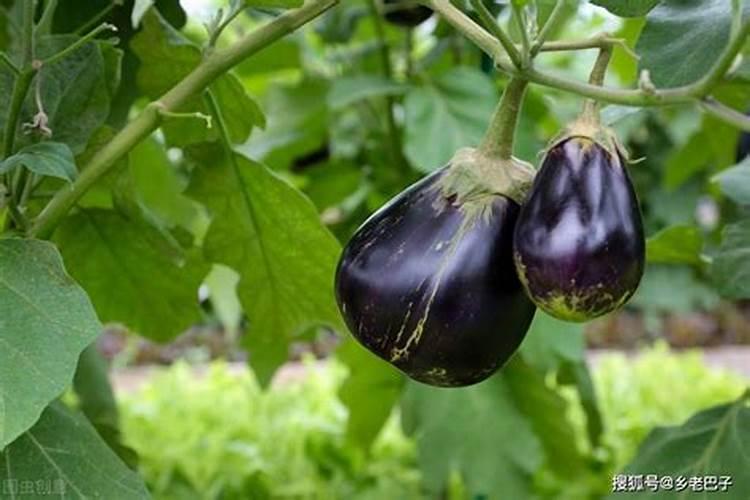 栽茄子苗的时候需要用底肥吗 茄子幼苗期施什么肥好