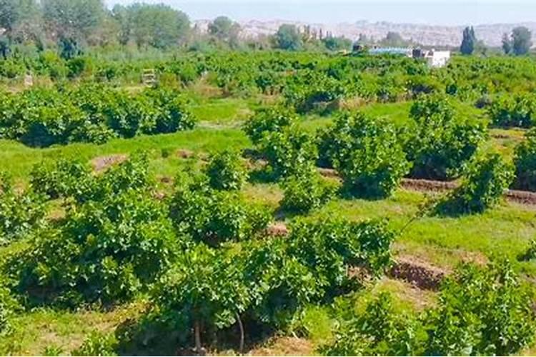 通用型肥料;通用肥和专用肥的区别