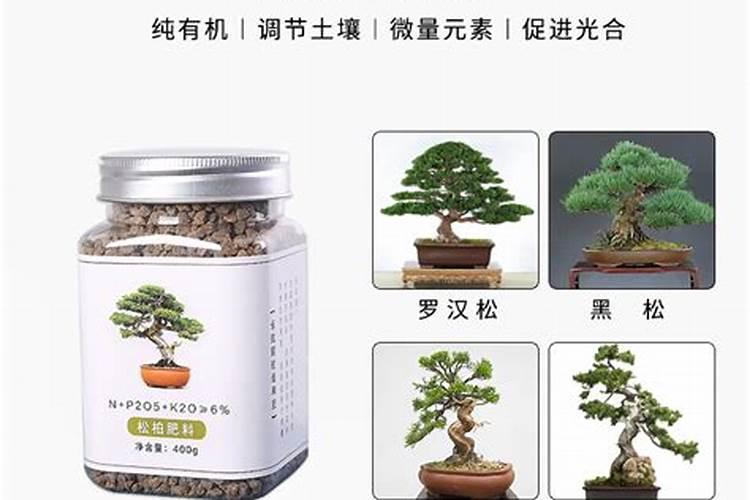 宁夏大真柏盆景几月份搬出温室。？