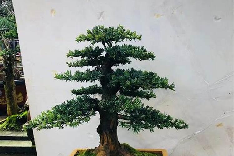 这是什么植物？