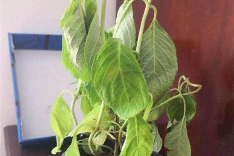 请问老师这个菜花是什么病