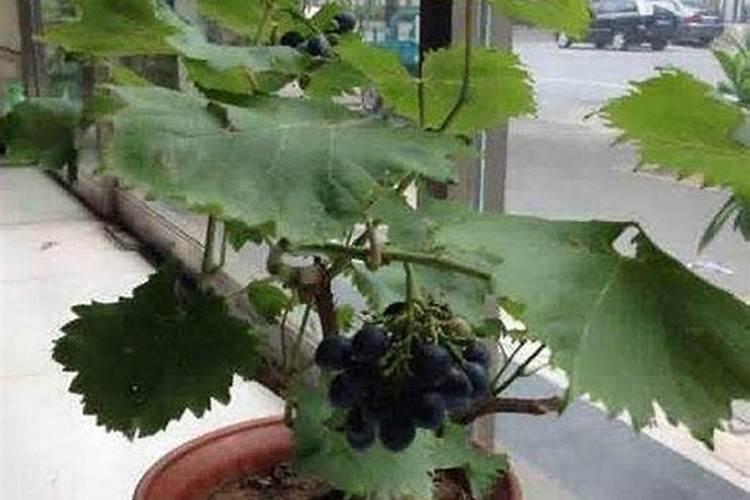 尿素为什么养花好