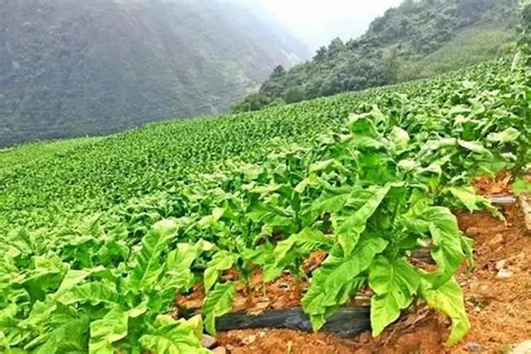 一亩烤烟用多少钾肥 什么时候施钾肥好