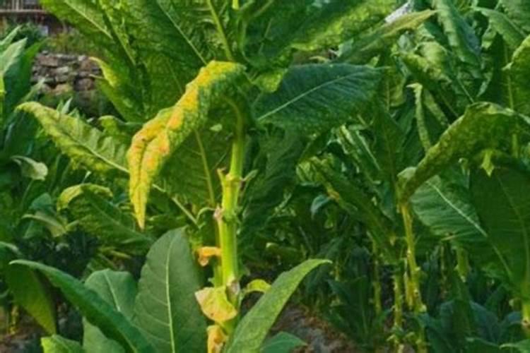 烟草的吸肥规律是什么？(烤烟需肥规律)