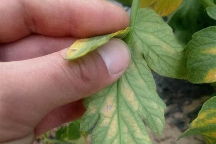 番茄载上十天灌根能用高磷肥灌溉吗？