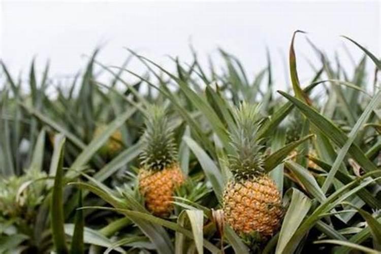 种植白菜菠萝时应多施什么肥