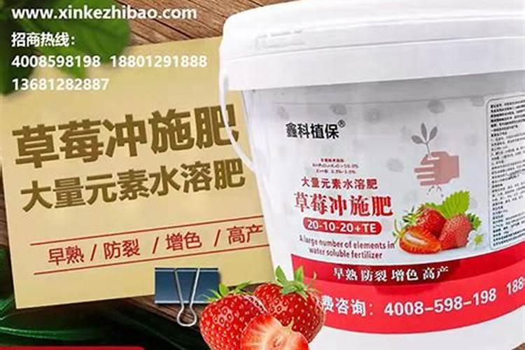 草莓可以用鱼蛋白冲施吗？