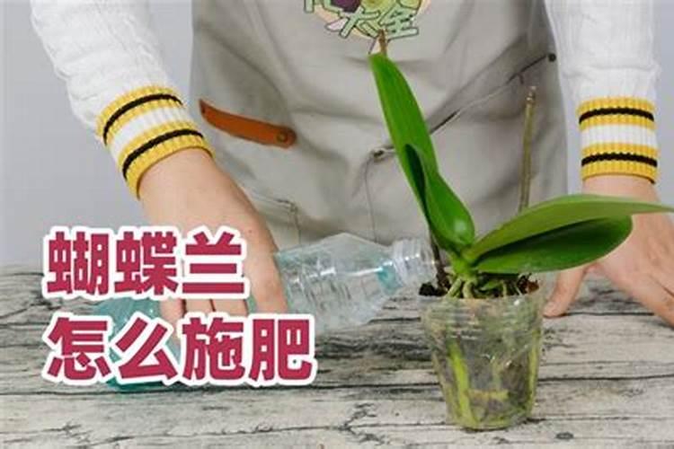 关于兰花的问题