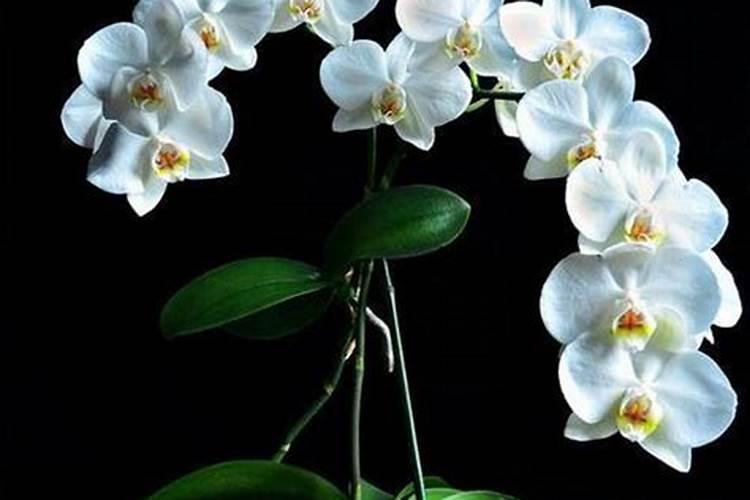 蝴蝶兰花和枝子花怎么能养详细点