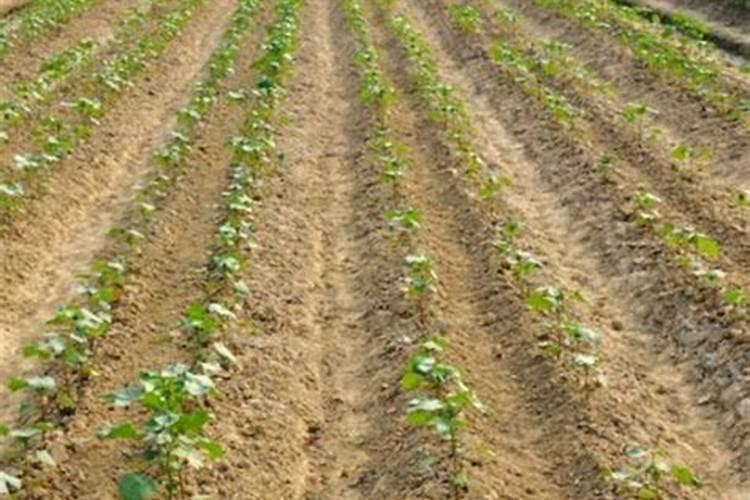 多力玛的使用方法？