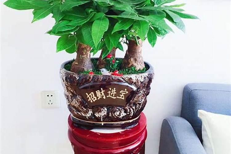 很多人会给果树上面的果实套袋,那套袋都会有哪些弊端呢？