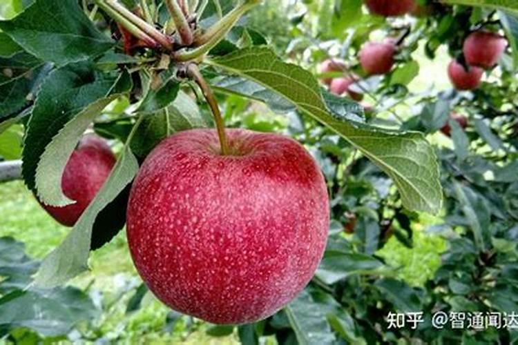 它,人称“地不容”,又称“金不换”,聚财又好养!