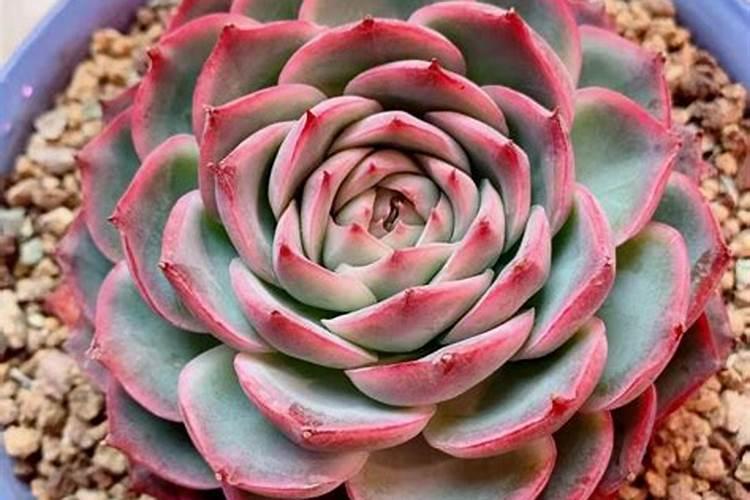 桃树可以打矮壮素吗