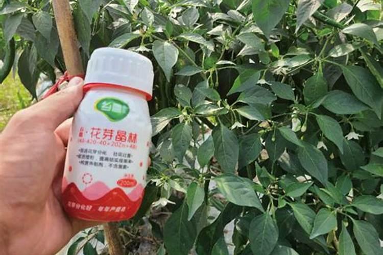 桃树什么时候打药