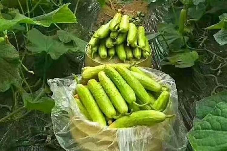 黄瓜什么时候追肥合适