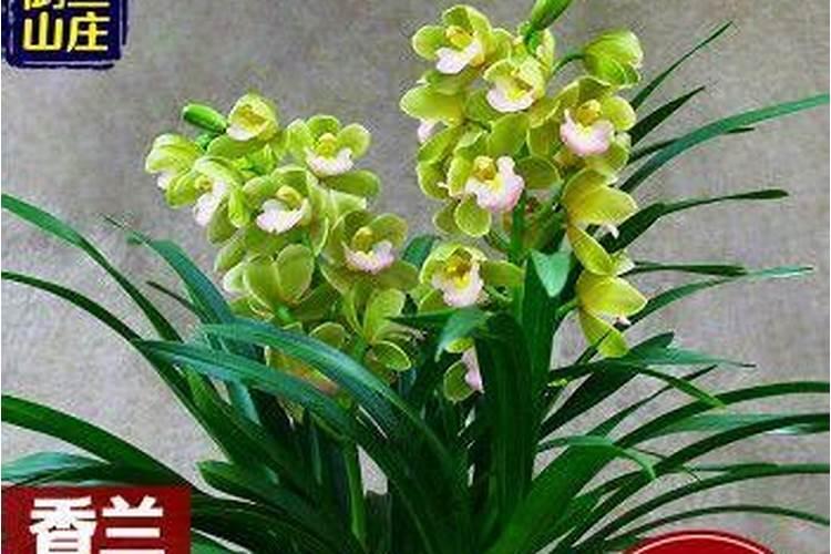 兰花如何施氮肥