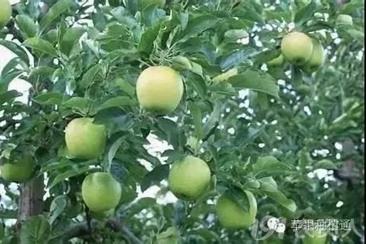 苹果树施肥的方法