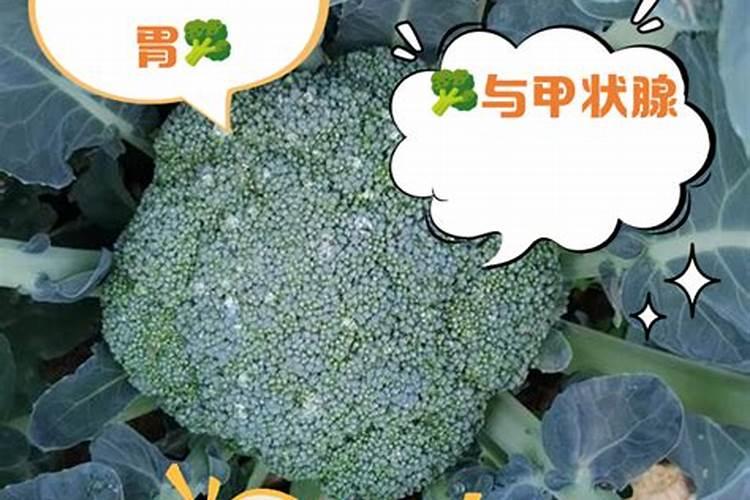 西兰花四个种植阶段的管理要点