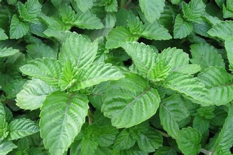 最近推出新的花坛用花有哪些？