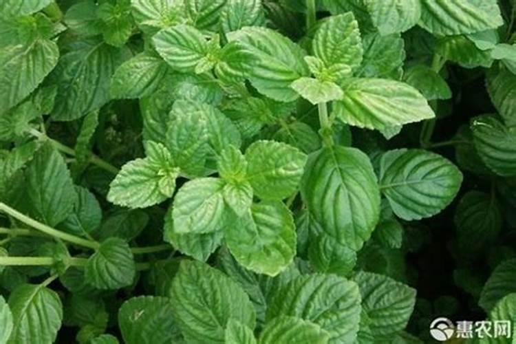 什么是秄花斛？