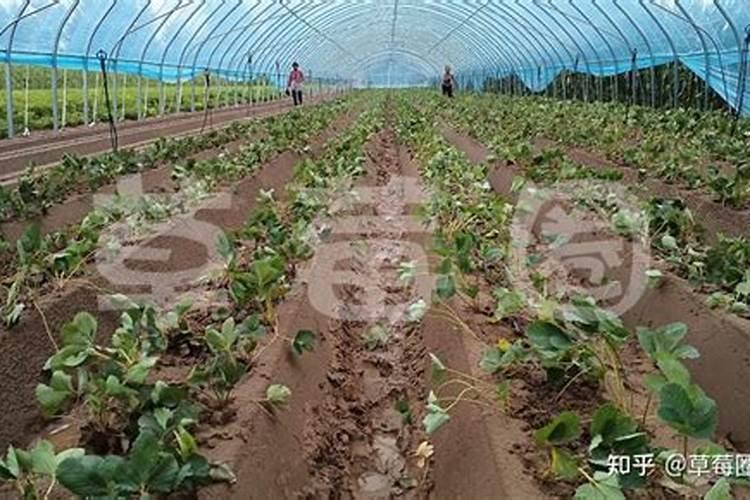 草莓苗种植多久能结果 怎么浇水施肥
