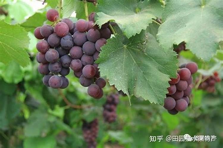 巨峰葡萄高效种植注意管理事项
