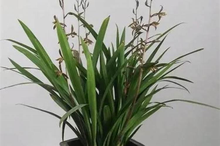 中量元素水溶肥料那个牌子