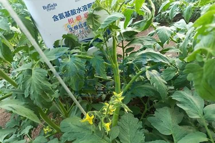 液态氮肥是什么