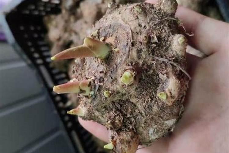 果树补钙的最佳时间 一年需要补钙几次