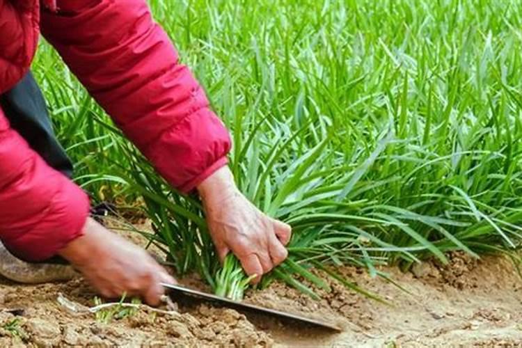 多肉控养大法,3周胖到爆炸,越虐长的越疯狂!