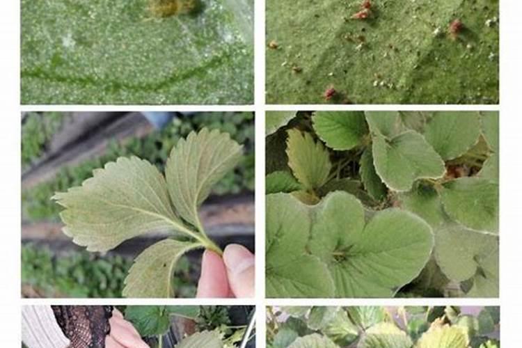 打草莓红蜘蛛有什么好药