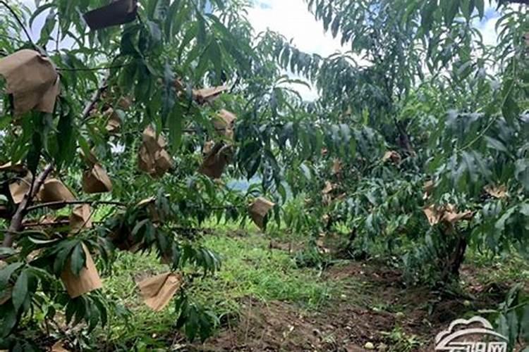 桃子套完袋子需要用那些肥料？