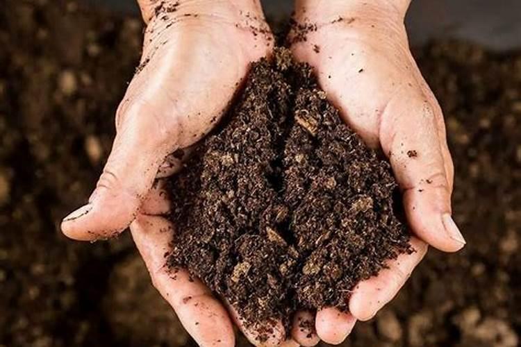 给茉莉施肥,是把肥料埋土里,还是撒土上面？