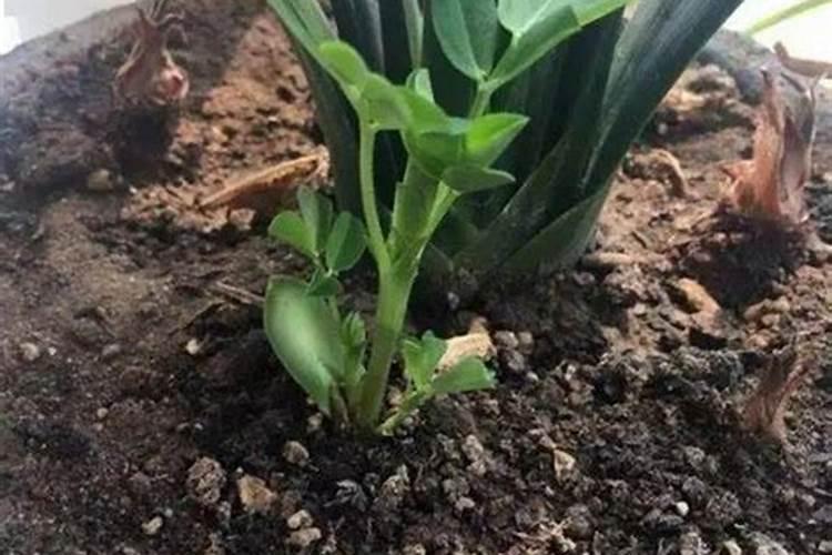 菜苗出土后应该施什么肥