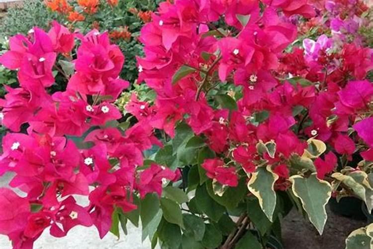 桅子花怎么能养好