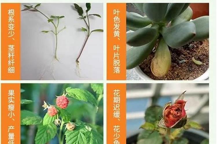 花肥买哪种最好