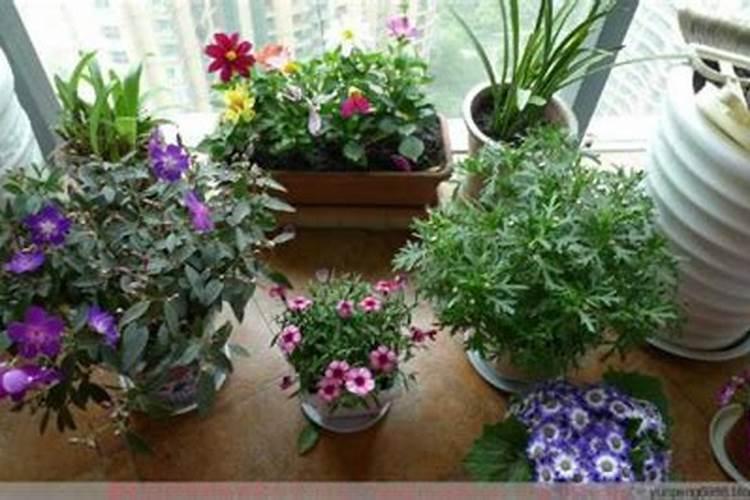 什么花肥最好用、家庭实用花肥有哪些