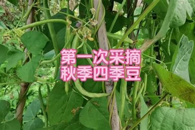 四季豆坐果期可以喷洒叶面肥吗