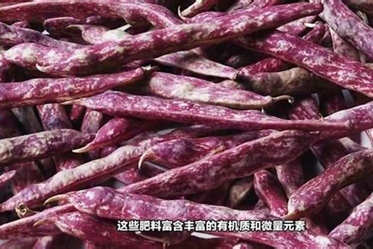 四季豆发芽多久后施肥