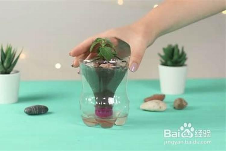 柳树枝怎么做生根水 柳树枝做生根水方法