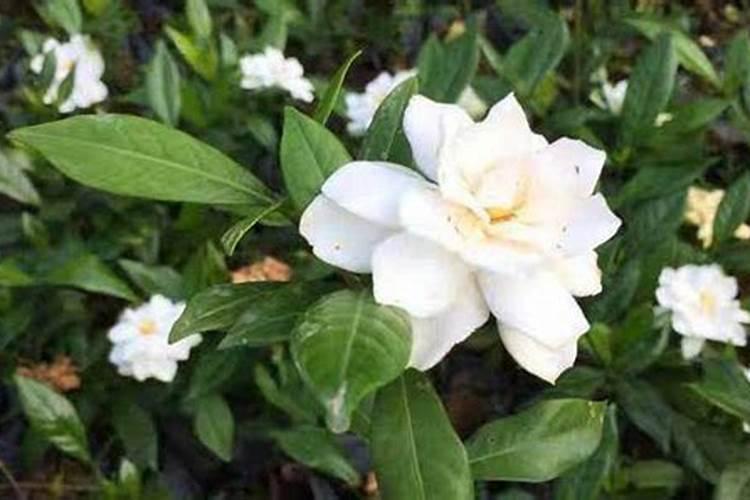 栀子花施肥方法,用什么肥好