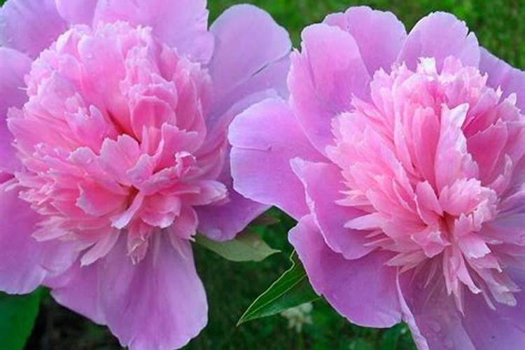 牡丹叶面肥打什么 喷肥注意事项