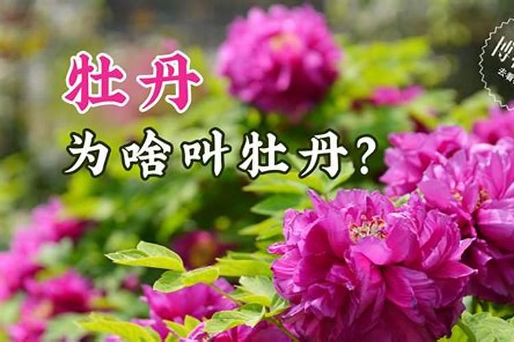 为什么牡丹要使用叶面肥？